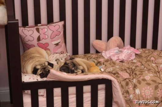 Babysitters of the Future