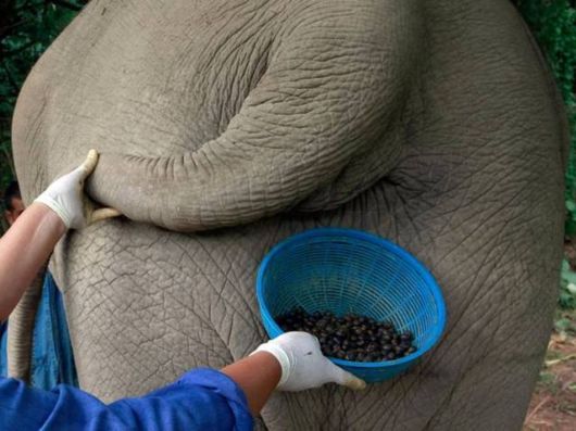 Coffee From An Elephant's Gut Fills A $50 Cup