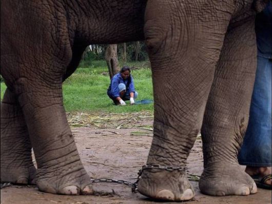 Coffee From An Elephant's Gut Fills A $50 Cup