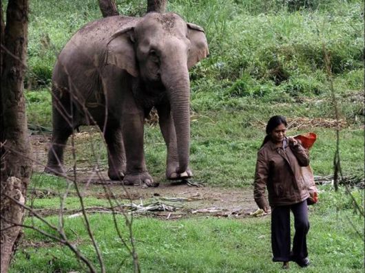 Coffee From An Elephant's Gut Fills A $50 Cup