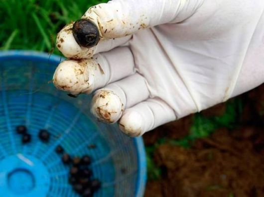Coffee From An Elephant's Gut Fills A $50 Cup