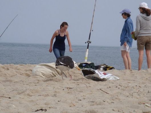 Crazy Ice-Cream Lover Birds