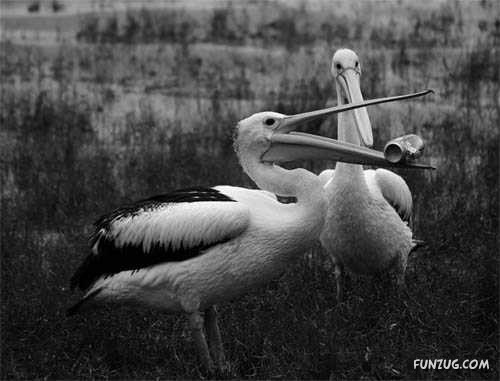 Creative Photos with a Touch of Humour