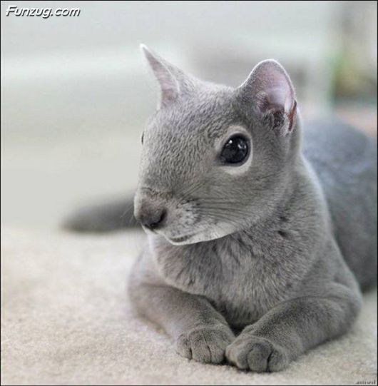 Animals That Never Existed (PhOtoshop Fun)