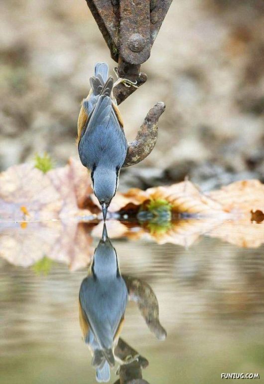 Awesome Daily Funny Pictures