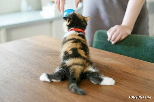 Awesome Daily Funny Pictures