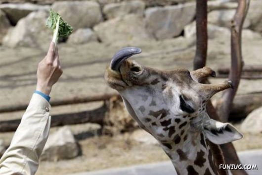 Awesome Daily Funny Pictures