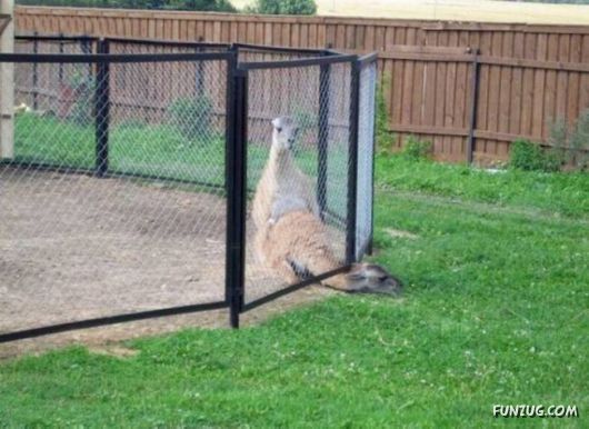 Cool Daily Funny Pix