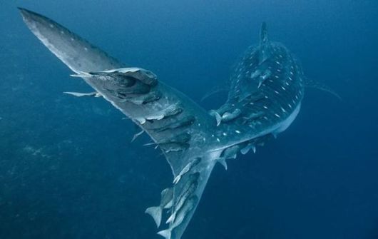 Crazy Cool Funny Pictures