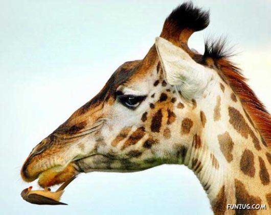 Your Daily Dose of Funny Pix