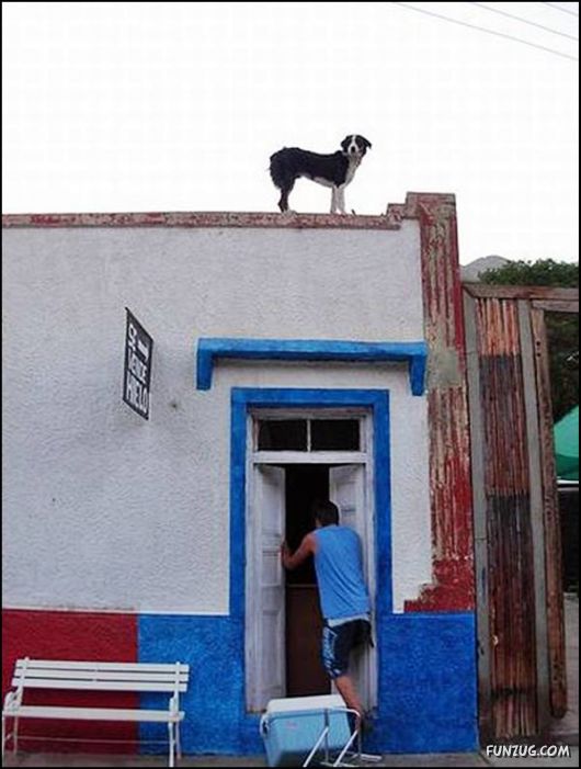 Dogs Love Being on Top