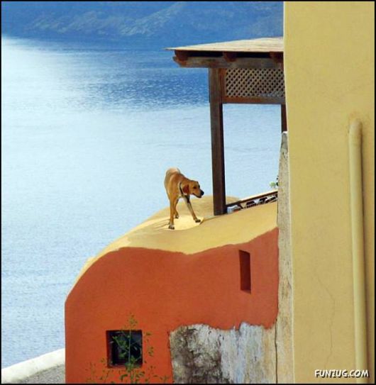 Dogs Love Being on Top