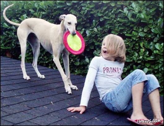 Dogs Love Being on Top