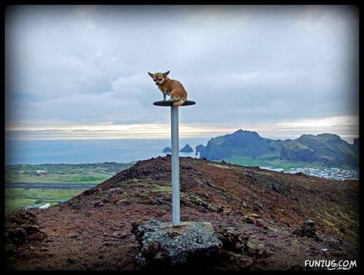 Dogs Love Being on Top