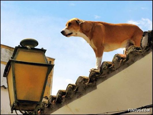 Dogs Love Being on Top