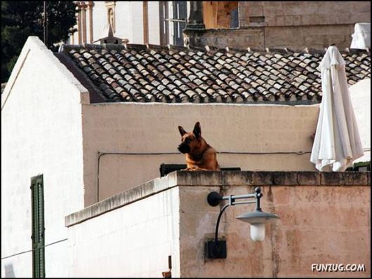 Dogs Love Being on Top