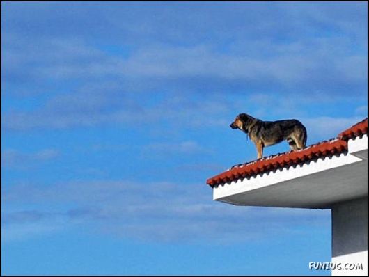 Dogs Love Being on Top