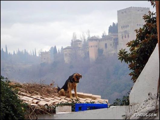 Dogs Love Being on Top