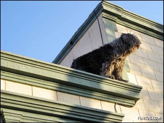 Dogs Love Being on Top