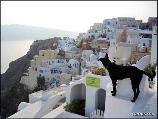 Dogs Love Being on Top