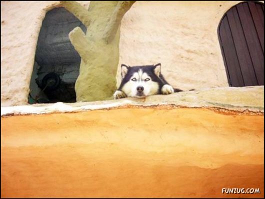 Dogs Love Being on Top