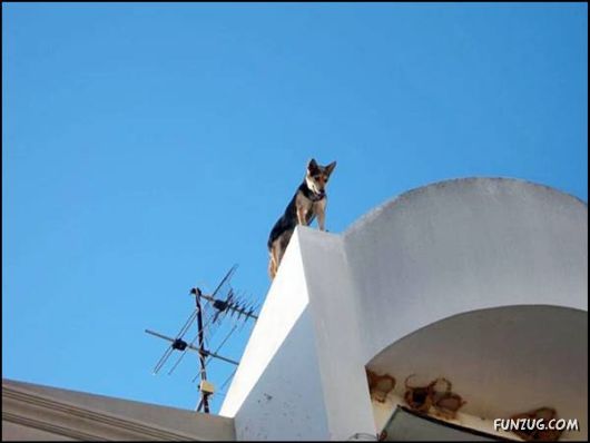 Dogs Love Being on Top