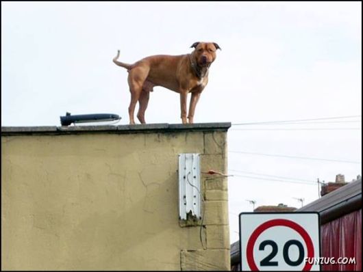 Dogs Love Being on Top