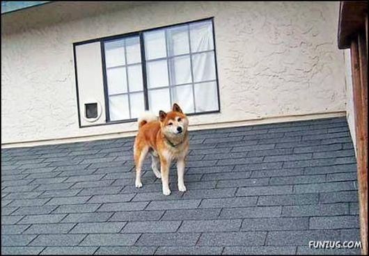 Dogs Love Being on Top