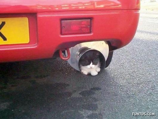 Funny Images Collection