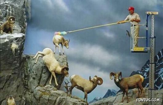 Funny Images Collection