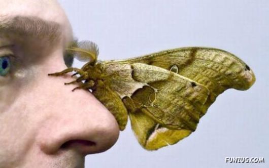 Funny Images Collection