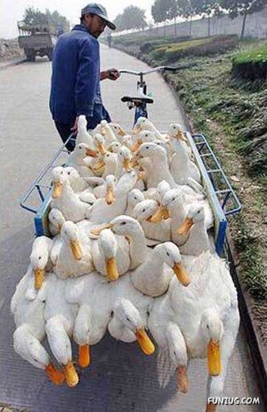 Skillful Masters of Transportation