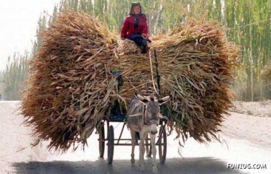 Skillful Masters of Transportation