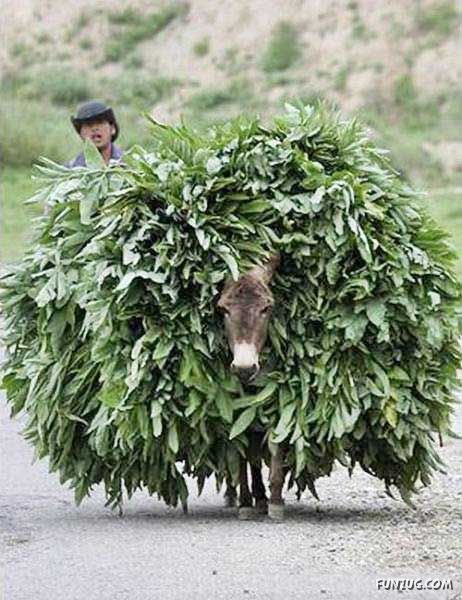 Skillful Masters of Transportation