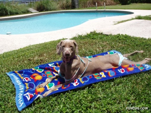 My Owner is an Idiot