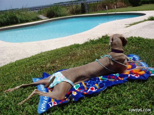 My Owner is an Idiot