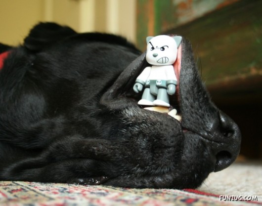 My Owner is an Idiot