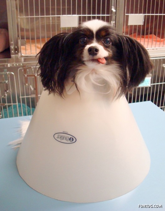 My Owner is an Idiot