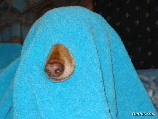 My Owner is an Idiot