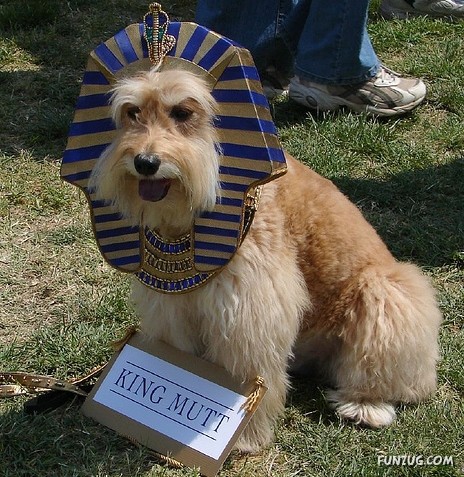 My Owner is an Idiot