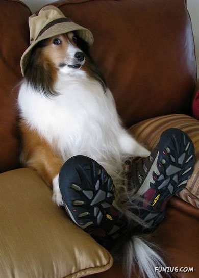 My Owner is an Idiot