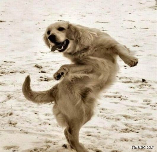 Funny Animals Showing their Dancing Skills