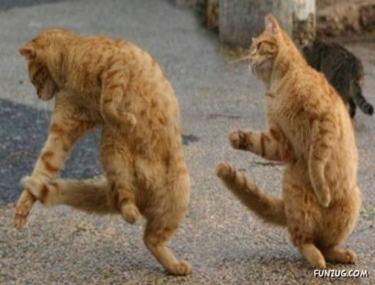 Funny Animals Showing their Dancing Skills