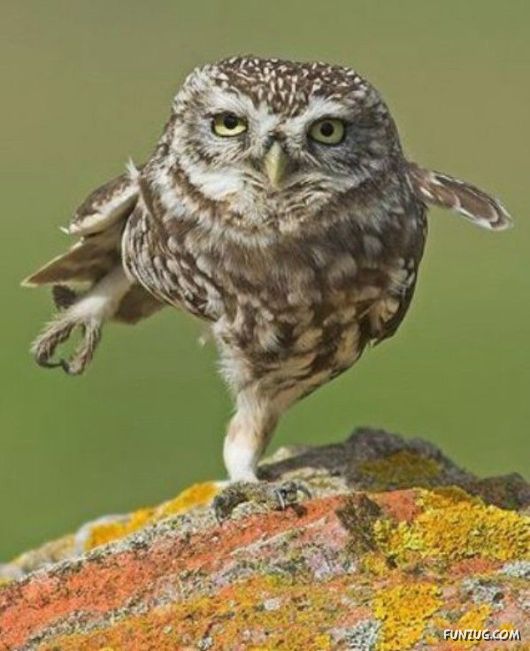 Funny Animals Showing their Dancing Skills