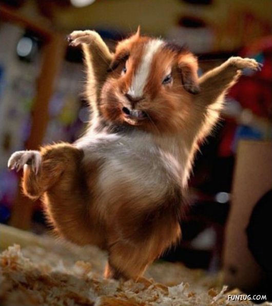 Funny Animals Showing their Dancing Skills