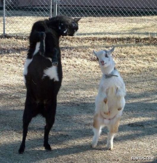 Funny Animals Showing their Dancing Skills