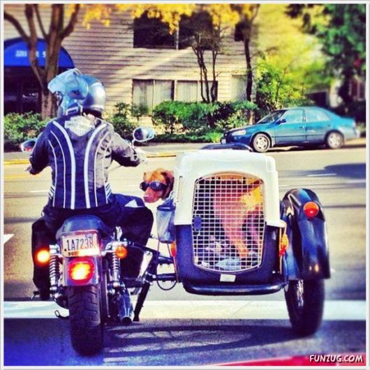 Cool Funny Pictures Of The Day