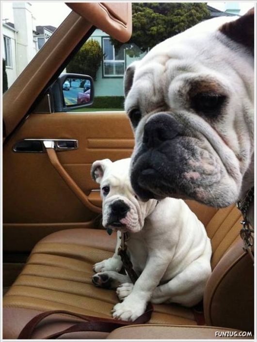 Cool Funny Pictures Of The Day