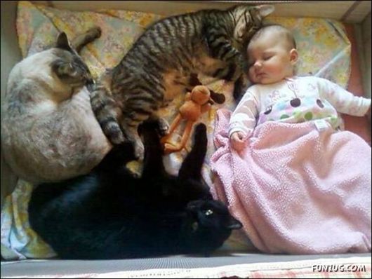 Daily Crazy Pic Mania