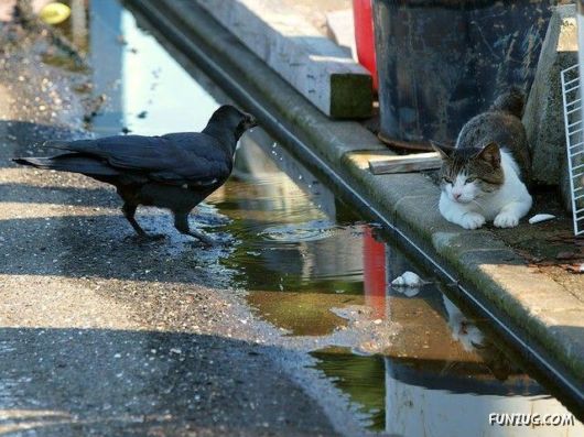 Cute Funny Pictures of the Day